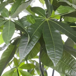 Glückskastanie, Topf-Ø 21 Cm, Höhe Ca. 100 Cm -Gartenserien Geschäft 022010 glueckskastanie pachira aquatica