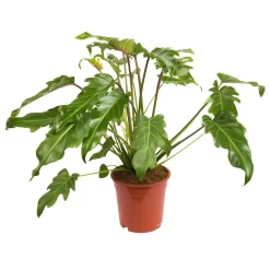 Philodendron Xanadu, Topf-Ø 17 Cm, Höhe Ca. 55 Cm