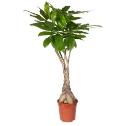 Glückskastanie, Topf-Ø 21 Cm, Höhe Ca. 100 Cm -Gartenserien Geschäft 0220106860 Pachira aquatica gefl Stamm 2