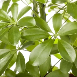 Schefflera Arboricola 'Nora', Topf-Ø 21 Cm, Höhe Ca. 55 Cm -Gartenserien Geschäft 0220106951 Schefflera arbor Nora