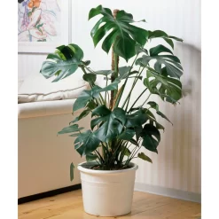 Ausgewählte Produkte -Gartenserien Geschäft 0220107421 Monstera deliciosa moosstab