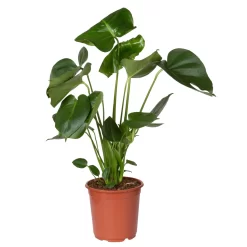 Monstera Deliciosa, Topf-Ø 21 Cm, Höhe Ca. 50-70 Cm -Gartenserien Geschäft 0220107660 Monstera Busch 2