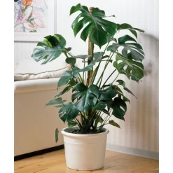 Monstera Deliciosa, Topf-Ø 21 Cm, Höhe Ca. 50-70 Cm -Gartenserien Geschäft 0220107660 Monstera Busch