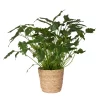 Philodendron Xanadu In Korb Osaka, Topf-Ø 21 Cm, Höhe Ca. 40-60 Cm