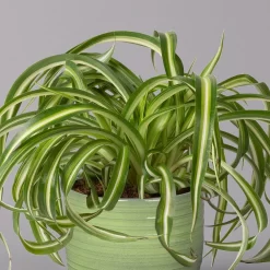 Grünlilie 'Bonnie' In Keramiktopf Bergamo Grün, Topf-Ø 12 Cm, Höhe Ca. 28 Cm -Gartenserien Geschäft 0220108407 Chloroph Bonnie in Uebertopf Bergamo gruen 2