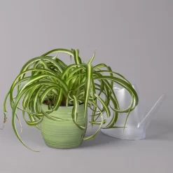 Grünlilie 'Bonnie' In Keramiktopf Bergamo Grün, Topf-Ø 12 Cm, Höhe Ca. 28 Cm -Gartenserien Geschäft 0220108407 Chloroph Bonnie in Uebertopf Bergamo gruen 3