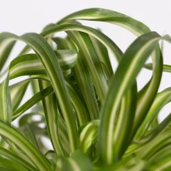 Grünlilie 'Bonnie' In Keramiktopf Bergamo Grün, Topf-Ø 12 Cm, Höhe Ca. 28 Cm -Gartenserien Geschäft 0220108407 Chloroph Bonnie in Uebertopf Bergamo gruen 4