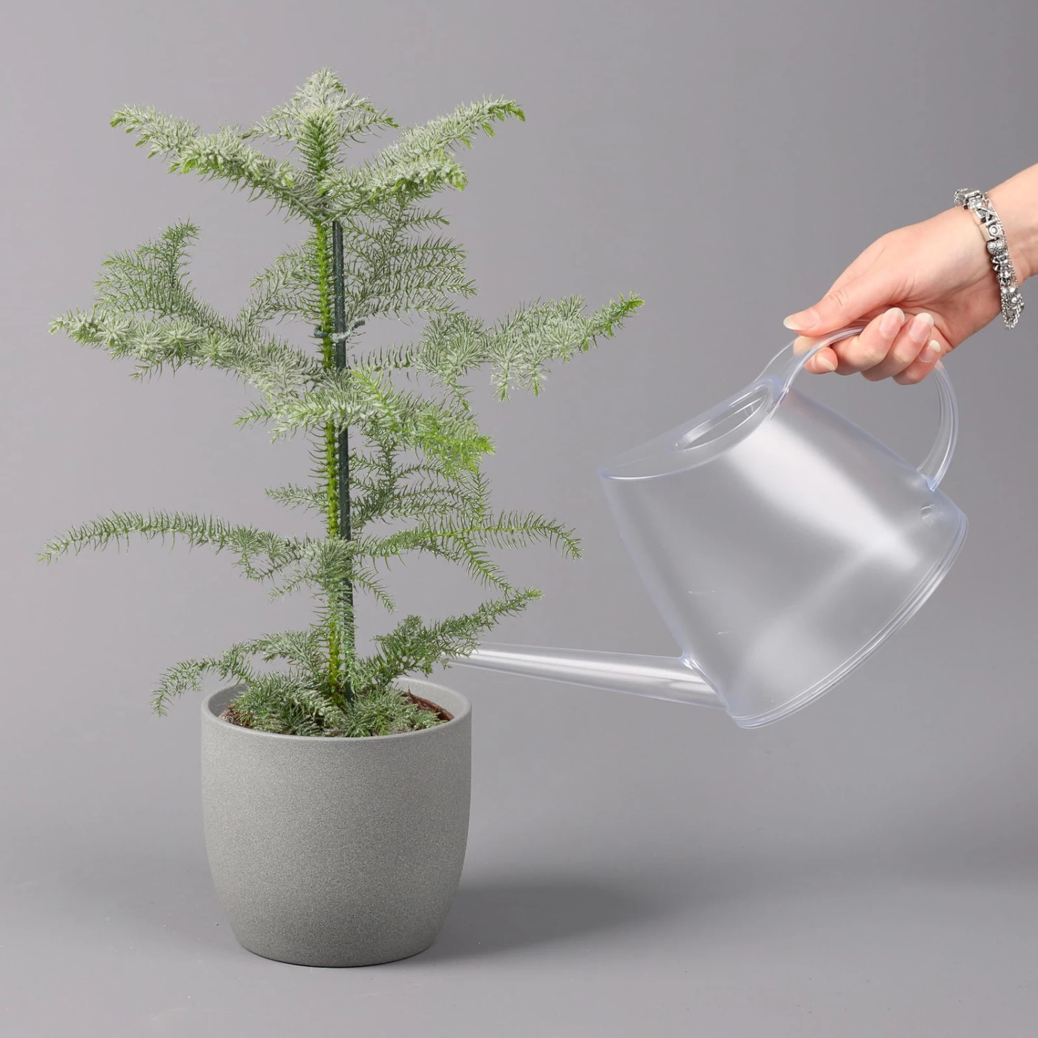 Zimmertanne, Beschneit, Topf-Ø 14 Cm, Höhe Ca. 45 Cm 2 Zimmertanne, Beschneit, Topf-Ø 14 Cm, Höhe Ca. 45 Cm – Bild 2