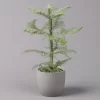 Zimmertanne, Beschneit, Topf-Ø 14 Cm, Höhe Ca. 45 Cm