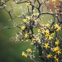 Zickzackstrauch, Inkl. Übertopf Dallas Weiß, Topf-Ø 13 Cm, Höhe Ca. 25 Cm -Gartenserien Geschäft 0220108510 0220108511 0220108515 0220108516 0220108517 0220108518 0220108519 0220108520 Corokia 1 116837