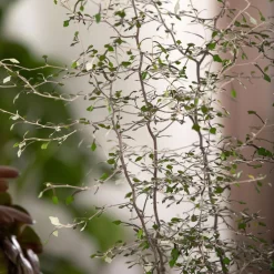 Zickzackstrauch, Topf-Ø 19 Cm, Höhe Ca. 70 Cm -Gartenserien Geschäft 0220108510 0220108511 0220108515 0220108516 0220108517 0220108518 0220108519 0220108520 Corokia 3 116836 1