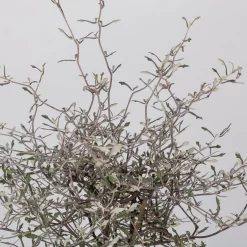 Zickzackstrauch, Topf-Ø 19 Cm, Höhe Ca. 70 Cm