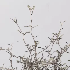 Zickzackstrauch, Topf-Ø 19 Cm, Höhe Ca. 70 Cm -Gartenserien Geschäft 0220108517 Corokia cotoneaster 3 117168