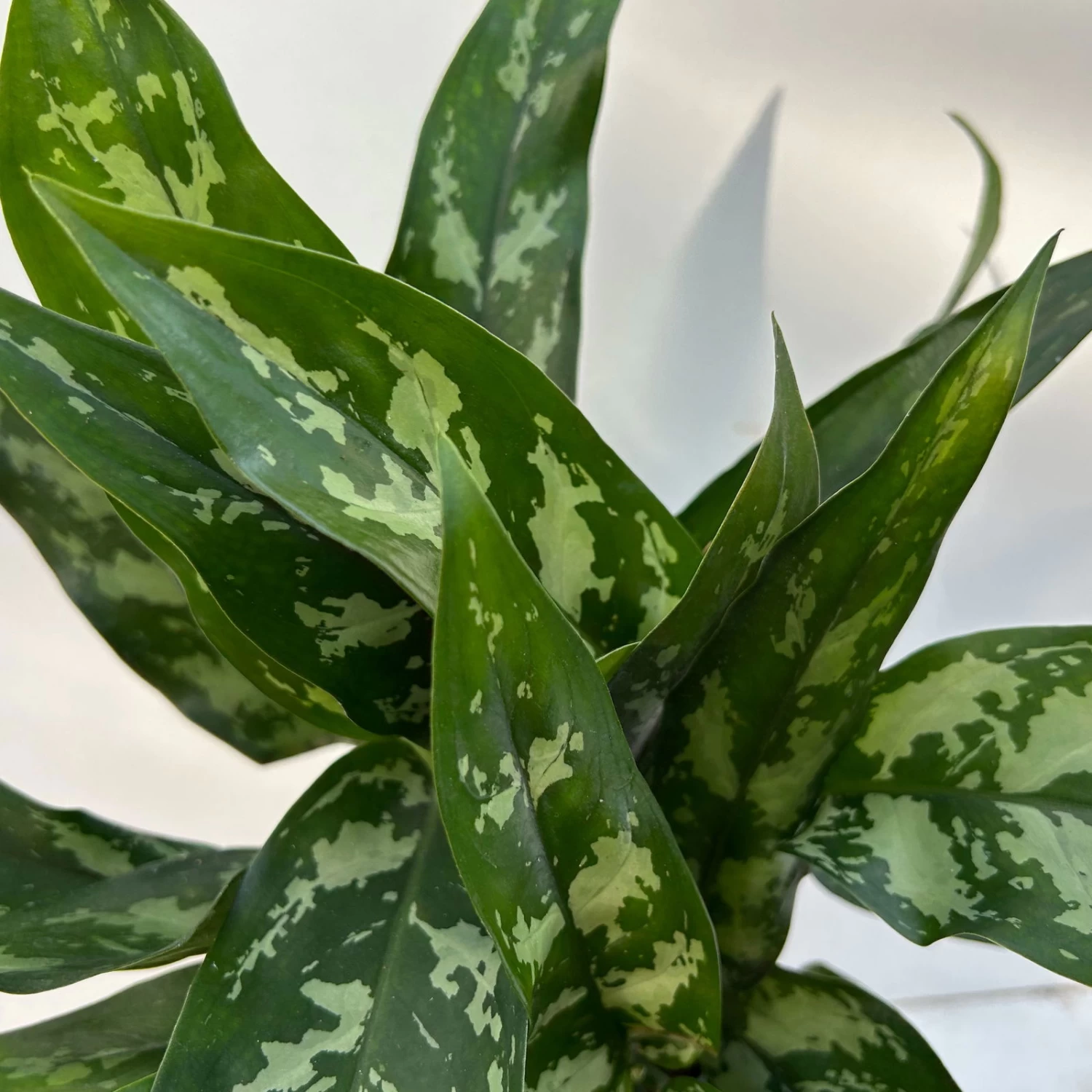 Aglaonema 'Maria', Mit Übertopf Dallas Weiß, Topf-Ø 12 Cm 5 Aglaonema 'Maria', Mit Übertopf Dallas Weiß, Topf-Ø 12 Cm – Bild 5