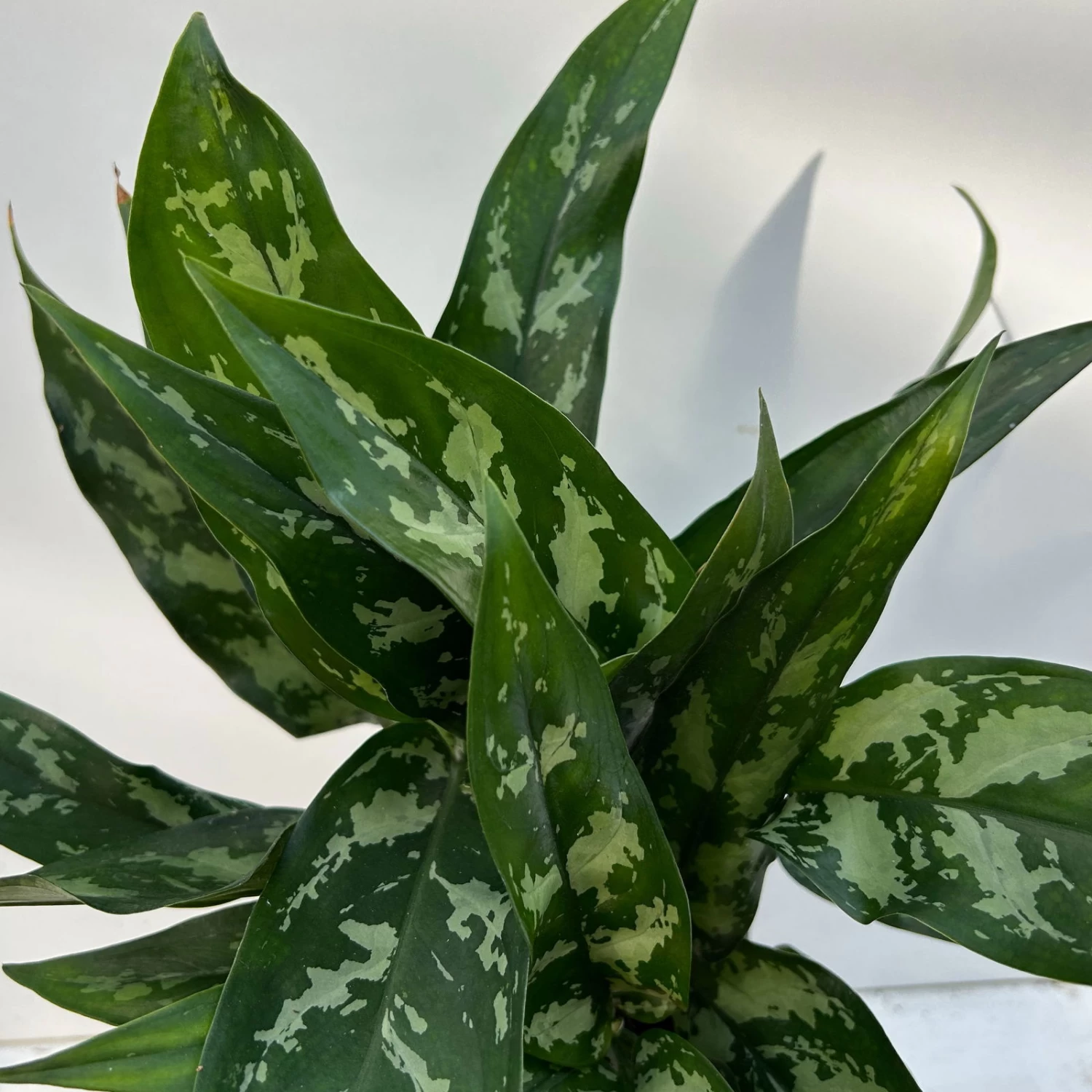 Aglaonema 'Maria', Mit Übertopf Dallas Weiß, Topf-Ø 12 Cm 3 Aglaonema 'Maria', Mit Übertopf Dallas Weiß, Topf-Ø 12 Cm – Bild 3