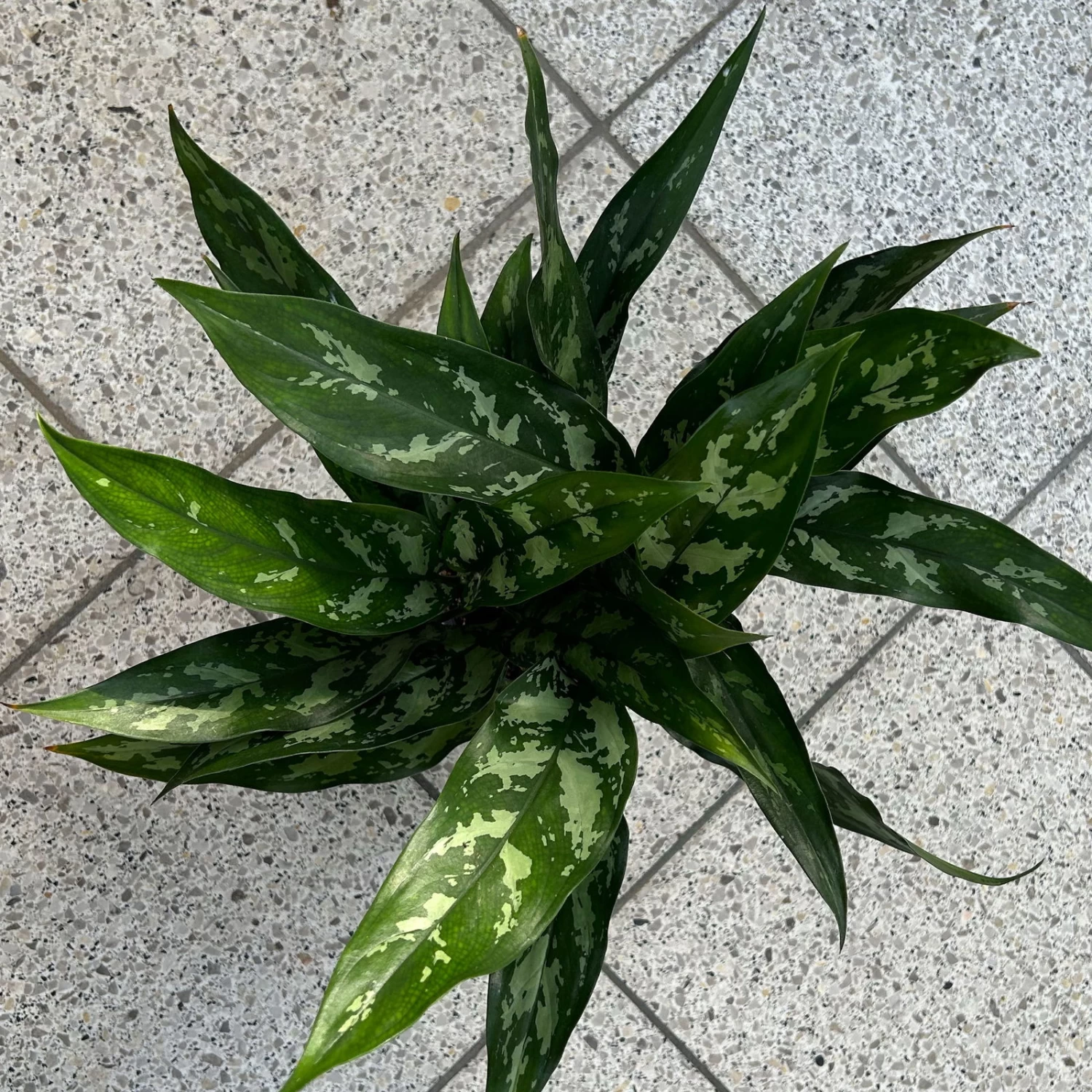 Aglaonema 'Maria', Mit Übertopf Dallas Weiß, Topf-Ø 12 Cm 2 Aglaonema 'Maria', Mit Übertopf Dallas Weiß, Topf-Ø 12 Cm – Bild 2