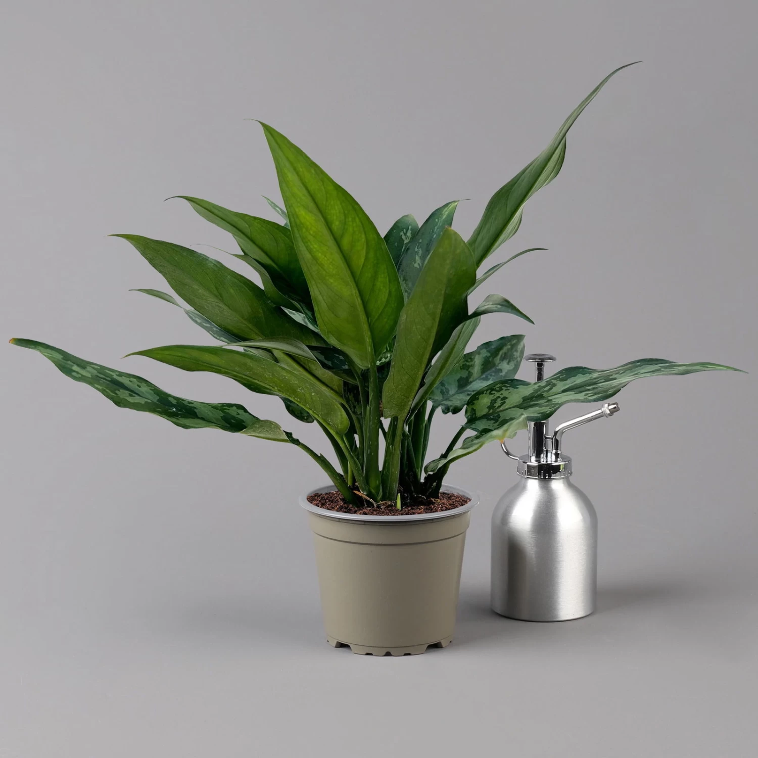 Aglaonema 'Maria', Mit Übertopf Dallas Weiß, Topf-Ø 12 Cm 4 Aglaonema 'Maria', Mit Übertopf Dallas Weiß, Topf-Ø 12 Cm – Bild 4