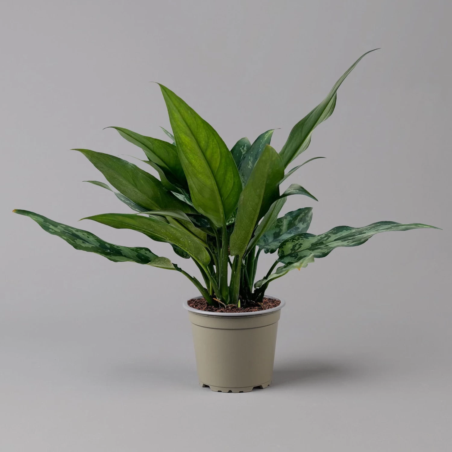 Aglaonema 'Maria', Mit Übertopf Dallas Weiß, Topf-Ø 12 Cm 6 Aglaonema 'Maria', Mit Übertopf Dallas Weiß, Topf-Ø 12 Cm – Bild 6