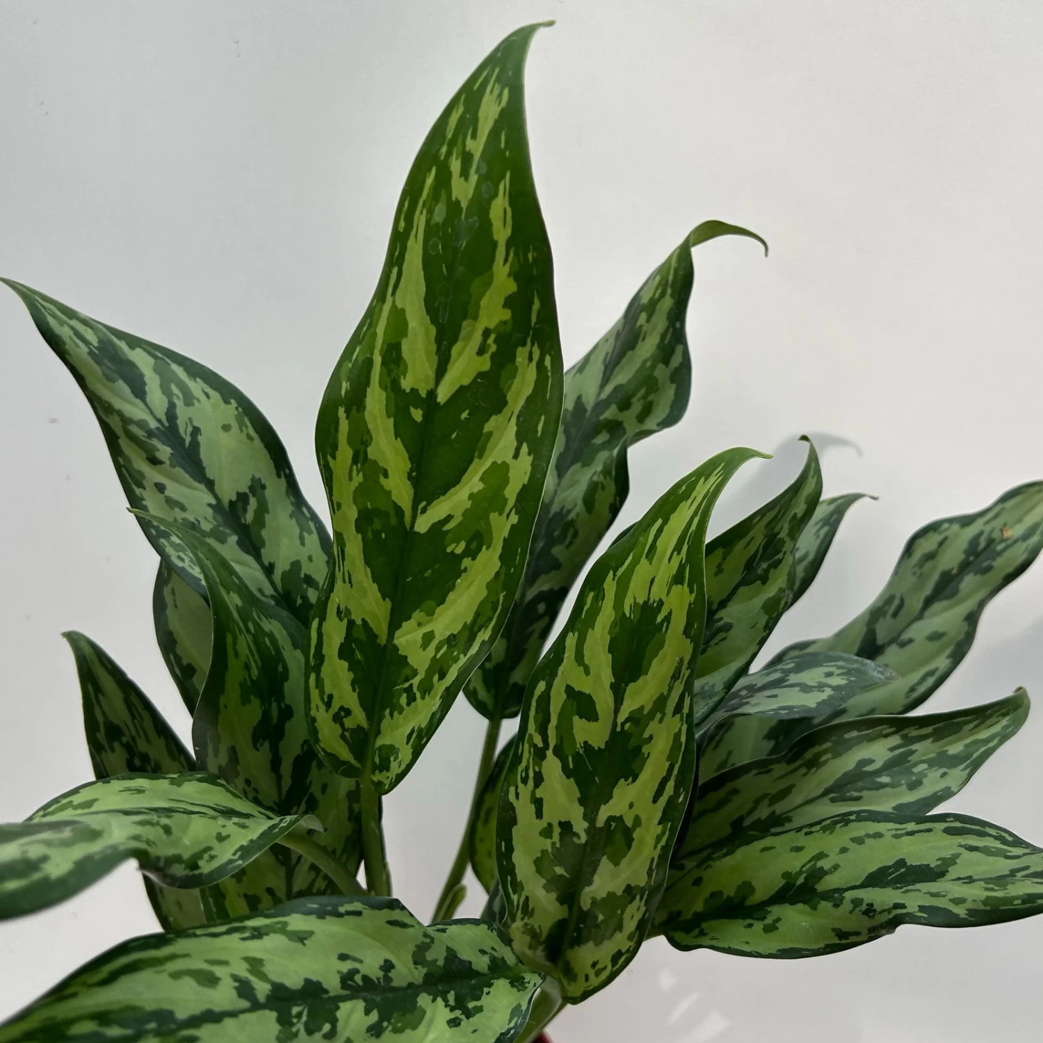 Aglaonema 'Miss Juliette', Topf-Ø 12 Cm, Höhe Ca. 35 Cm 3 Aglaonema 'Miss Juliette', Topf-Ø 12 Cm, Höhe Ca. 35 Cm – Bild 3