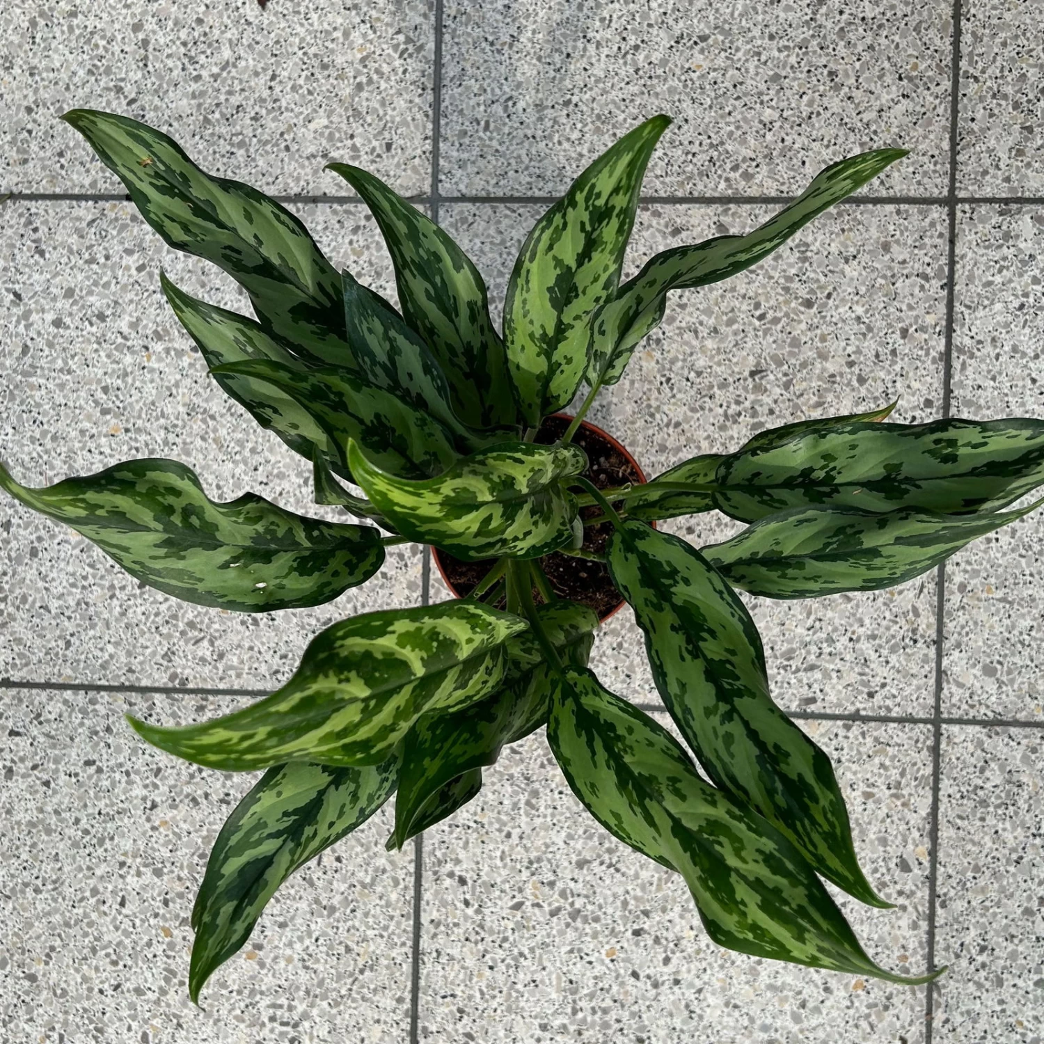Aglaonema 'Miss Juliette', Topf-Ø 12 Cm, Höhe Ca. 35 Cm 2 Aglaonema 'Miss Juliette', Topf-Ø 12 Cm, Höhe Ca. 35 Cm – Bild 2