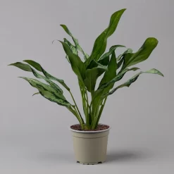 Aglaonema 'Miss Juliette', Topf-Ø 12 Cm, Höhe Ca. 35 Cm 9 Aglaonema 'Miss Juliette', Topf-Ø 12 Cm, Höhe Ca. 35 Cm -Gartenserien Geschäft 0220108541 Aglaonema Miss Juliette 12cmT H35cm f 126173