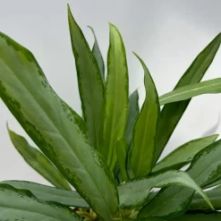 Aglaonema 'White Lance', Topf-Ø 17 Cm, Höhe Ca. 40 Cm 12 Aglaonema 'White Lance', Topf-Ø 17 Cm, Höhe Ca. 40 Cm -Gartenserien Geschäft 0220108544 Aglaonema White Lance 17cmT H40cm 2 125650