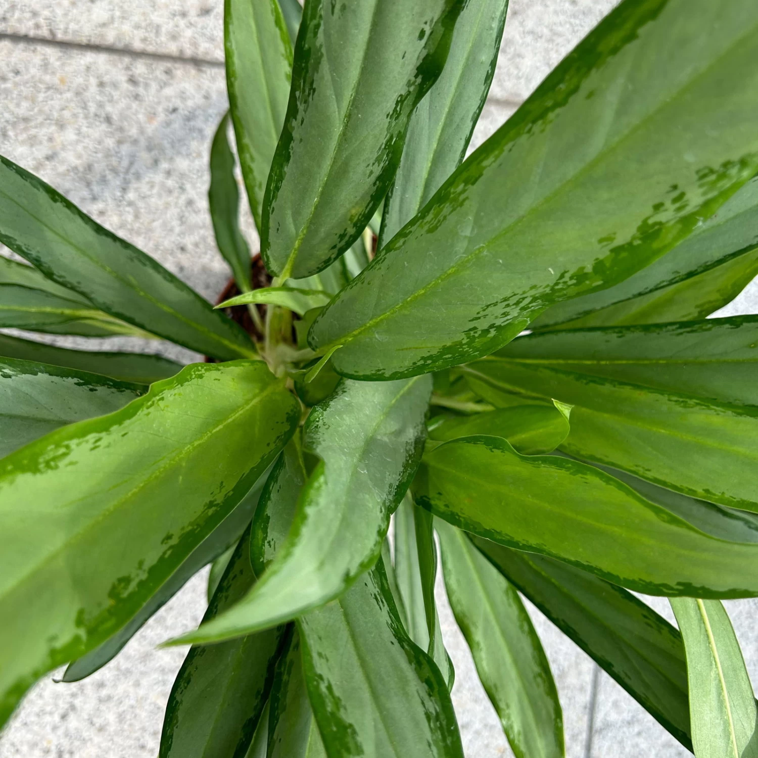 Aglaonema 'White Lance', Topf-Ø 17 Cm, Höhe Ca. 40 Cm 6 Aglaonema 'White Lance', Topf-Ø 17 Cm, Höhe Ca. 40 Cm – Bild 6