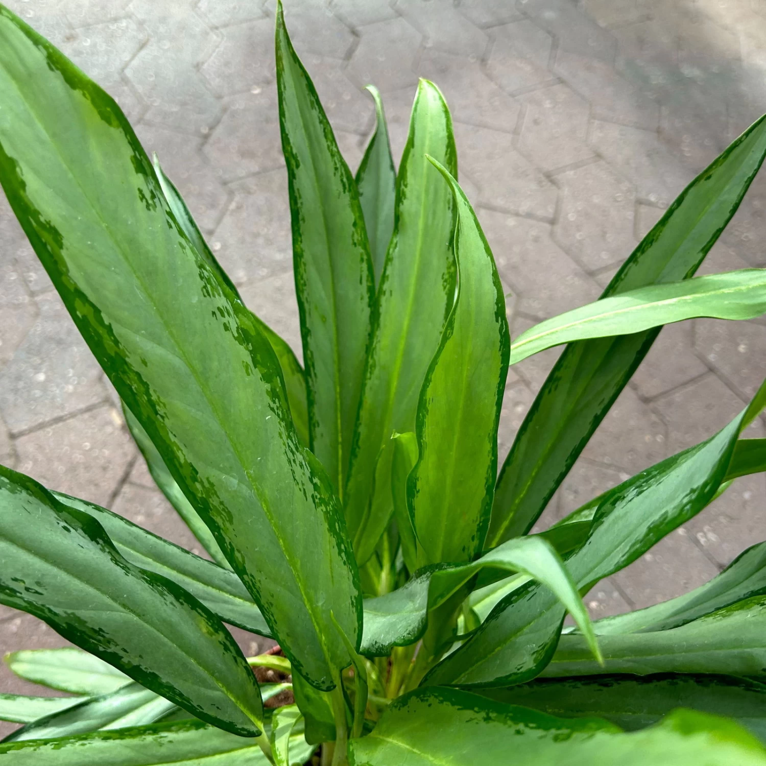 Aglaonema 'White Lance', Topf-Ø 17 Cm, Höhe Ca. 40 Cm 5 Aglaonema 'White Lance', Topf-Ø 17 Cm, Höhe Ca. 40 Cm – Bild 5