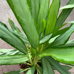 Aglaonema 'White Lance', Topf-Ø 17 Cm, Höhe Ca. 40 Cm 11 Aglaonema 'White Lance', Topf-Ø 17 Cm, Höhe Ca. 40 Cm -Gartenserien Geschäft 0220108544 Aglaonema White Lance 17cmT H40cm 6 125649