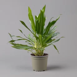 Aglaonema 'White Lance', Topf-Ø 17 Cm, Höhe Ca. 40 Cm 15 Aglaonema 'White Lance', Topf-Ø 17 Cm, Höhe Ca. 40 Cm -Gartenserien Geschäft 0220108544 Aglaonema White Lance 17cmT H40cm f 126176