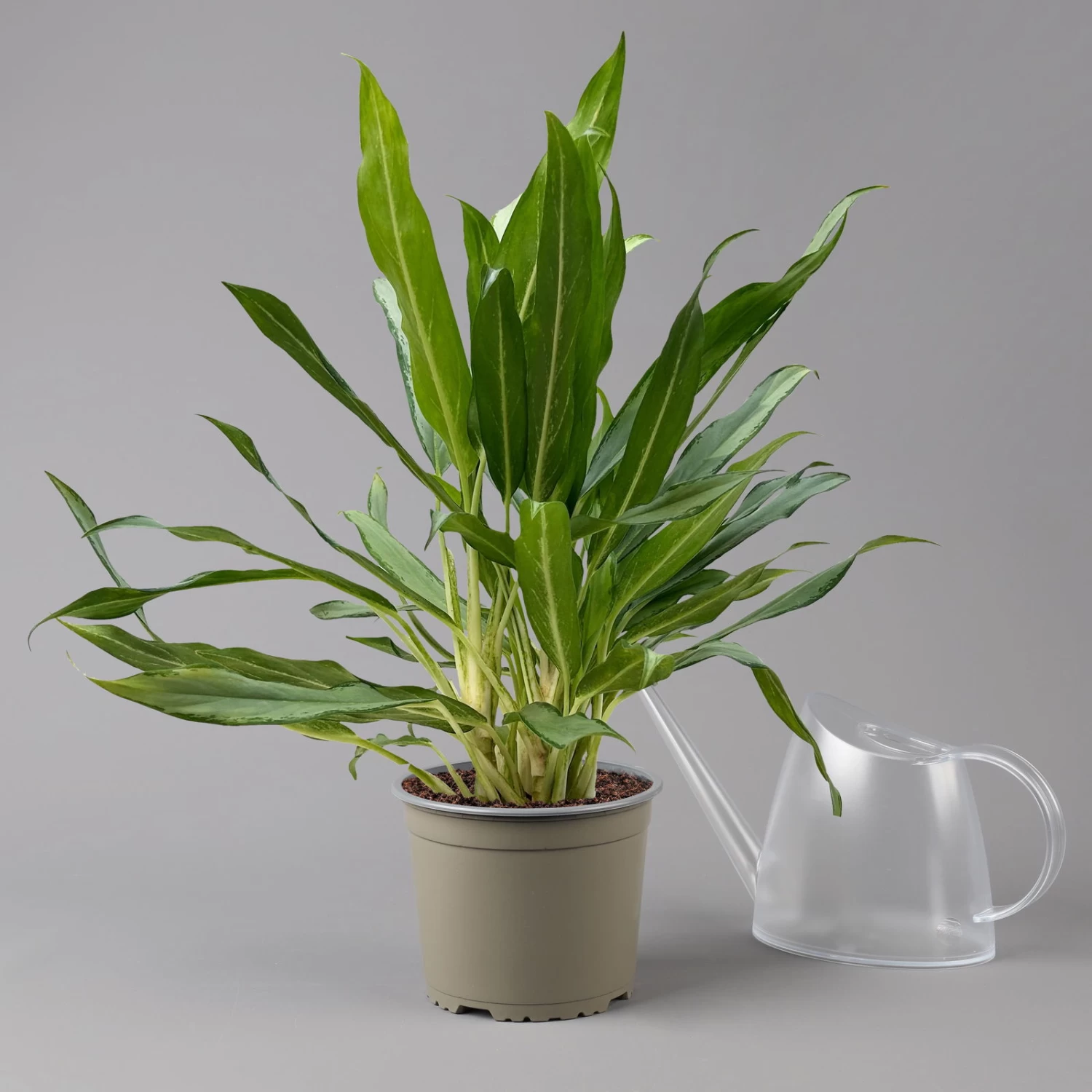 Aglaonema 'White Lance', Topf-Ø 17 Cm, Höhe Ca. 40 Cm 1 Aglaonema 'White Lance', Topf-Ø 17 Cm, Höhe Ca. 40 Cm