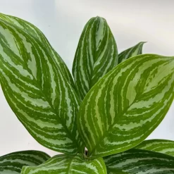 Aglaonema 'Stripes', Topf-Ø 12 Cm Mit Übertopf Dallas Weiß -Gartenserien Geschäft 0220108574 T12 0220108592 Aglaonema Stripes T12 Dallas weiss 14cm 1 125655