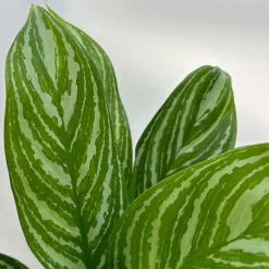 Aglaonema 'Stripes', Topf-Ø 12 Cm Mit Übertopf Dallas Weiß -Gartenserien Geschäft 0220108574 T12 0220108592 Aglaonema Stripes T12 Dallas weiss 14cm 2 125654