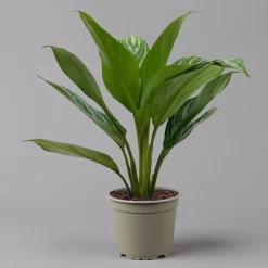 Aglaonema 'Stripes', Topf-Ø 12 Cm Mit Übertopf Dallas Weiß -Gartenserien Geschäft 0220108574 T12 0220108592 Aglaonema Stripes T12 Dallas weiss 14cm f 126177