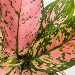 Aglaonema 'Pink', Topf-Ø 12 Cm -Gartenserien Geschäft 0220108587 Aglaonema Pink 12cmT 10 125662