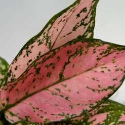Aglaonema 'Pink', Topf-Ø 12 Cm -Gartenserien Geschäft 0220108587 Aglaonema Pink 12cmT 11 125663