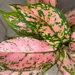 Aglaonema 'Pink', Topf-Ø 12 Cm -Gartenserien Geschäft 0220108587 Aglaonema Pink 12cmT 8 125665