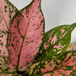 Aglaonema 'Pink', Topf-Ø 12 Cm -Gartenserien Geschäft 0220108587 Aglaonema Pink 12cmT 9 125664