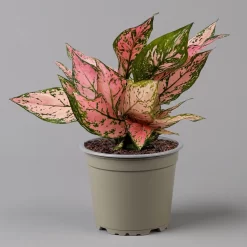 Aglaonema 'Pink', Topf-Ø 12 Cm -Gartenserien Geschäft 0220108587 Aglaonema Pink 12cmT f 126184