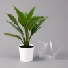 Aglaonema 'Stripes', Topf-Ø 12 Cm Mit Übertopf Dallas Weiß