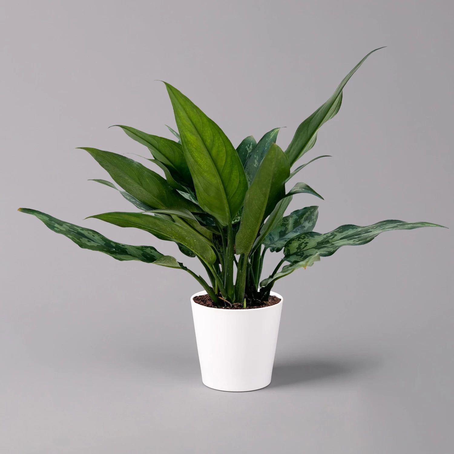 Aglaonema 'Maria', Mit Übertopf Dallas Weiß, Topf-Ø 12 Cm 7 Aglaonema 'Maria', Mit Übertopf Dallas Weiß, Topf-Ø 12 Cm – Bild 7