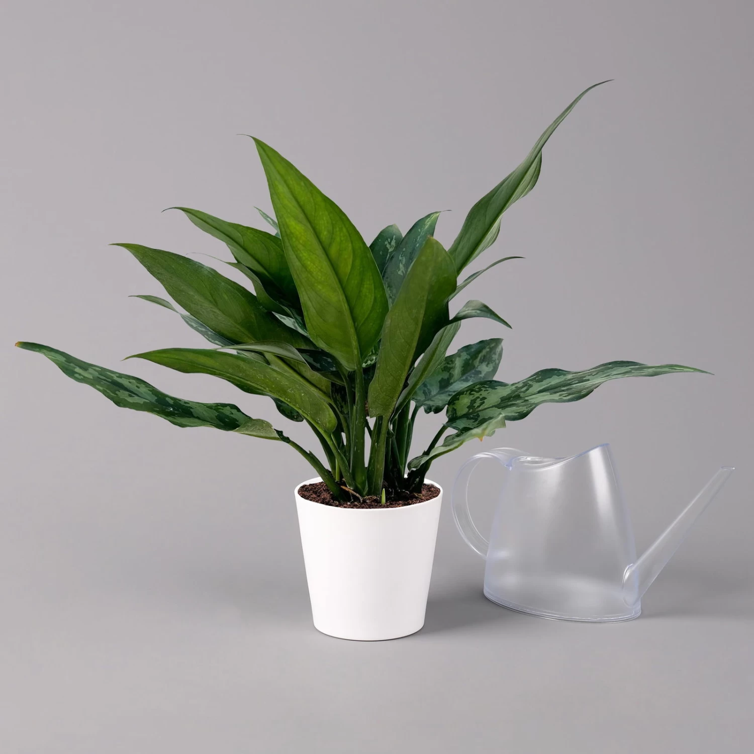 Aglaonema 'Maria', Mit Übertopf Dallas Weiß, Topf-Ø 12 Cm 1 Aglaonema 'Maria', Mit Übertopf Dallas Weiß, Topf-Ø 12 Cm