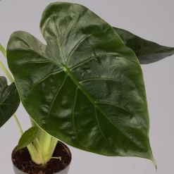 Alocasia 'Wentii', Topf-Ø 17 Cm, Höhe Ca. 60 Cm -Gartenserien Geschäft 0220110051 Alocasia Wentii 1