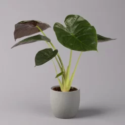 Alocasia 'Wentii', Topf-Ø 17 Cm, Höhe Ca. 60 Cm -Gartenserien Geschäft 0220110051 Alocasia Wentii 21
