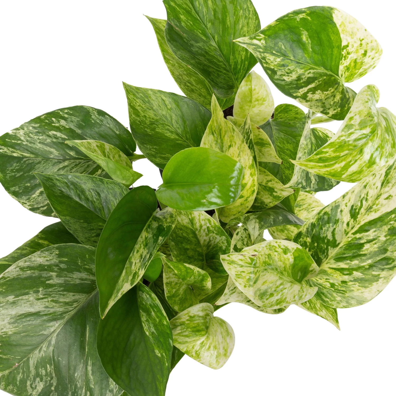 Grünpflanzen Trend-Mix, Hängend Bis Kletternd, Topf 12 Cm Ø 5 Grünpflanzen Trend-Mix, Hängend Bis Kletternd, Topf 12 Cm Ø – Bild 5