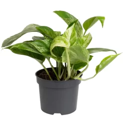 Grünpflanzen Trend-Mix, Hängend Bis Kletternd, Topf 12 Cm Ø 16 Grünpflanzen Trend-Mix, Hängend Bis Kletternd, Topf 12 Cm Ø -Gartenserien Geschäft 0220150063 1