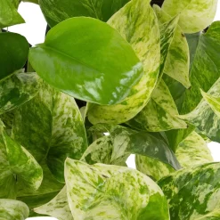 Grünpflanzen Trend-Mix, Hängend Bis Kletternd, Topf 12 Cm Ø 17 Grünpflanzen Trend-Mix, Hängend Bis Kletternd, Topf 12 Cm Ø -Gartenserien Geschäft 0220150063 1 1