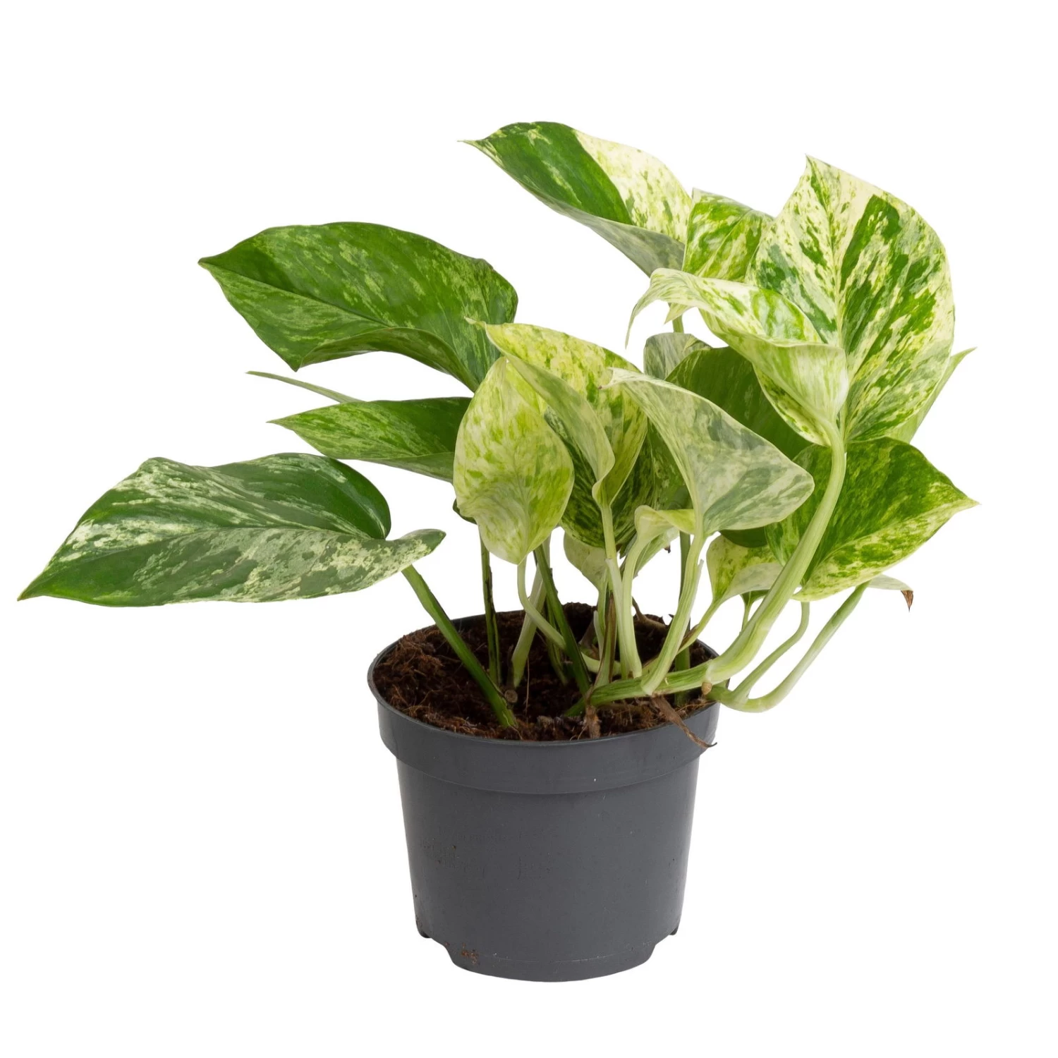 Grünpflanzen Trend-Mix, Hängend Bis Kletternd, Topf 12 Cm Ø 2 Grünpflanzen Trend-Mix, Hängend Bis Kletternd, Topf 12 Cm Ø – Bild 2