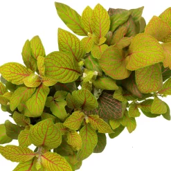 Grünpflanzen Trend-Mix Für Sonnig/halbschattige Standorte, Topf 12 Cm Ø -Gartenserien Geschäft 0220150063 3 1