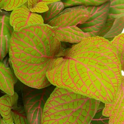 Grünpflanzen Trend-Mix Für Sonnig/halbschattige Standorte, Topf 12 Cm Ø -Gartenserien Geschäft 0220150063 3 1 1